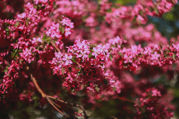 Obraz premium Branch of a blossoming apple tree in the spring. 