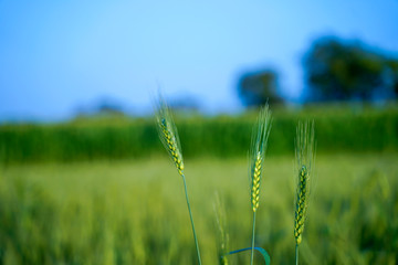 Obraz premium indian agriculture, wheat field india.