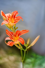 lilies in the summer sun