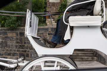 Close-up of a white horse cart