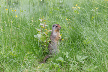 squirrel is curious, standing in the tall grass