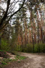 Pine forest landscape, vertical. Footpath in woodland, outdoors. Scenery nature with sunlight