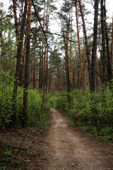 Spring forest landscape, vertical. Footpath in woodland, outdoors. Scenery nature