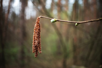 Bud on tree branch, close-up. Macro spring plant. Twig in woodland