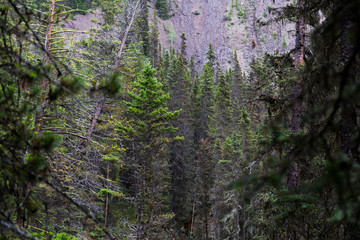 Landscape of stunning forests with huge pine trees in the mountains of Canadian National Parks, during the summer