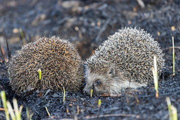 two hedgehogs lurking on the ground