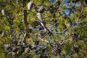 Piñas en un pino