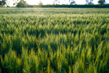 indian agriculture, wheat field india.