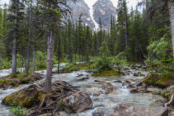 turquoise water river, coming from a glacier between rocks and pine trees and small waterfalls