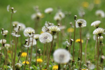 
Green field with white and yellow dandelions outdoors in nature in summe