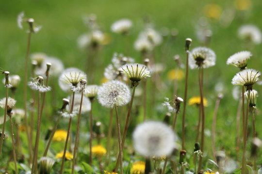 
Green field with white and yellow dandelions outdoors in nature in summe