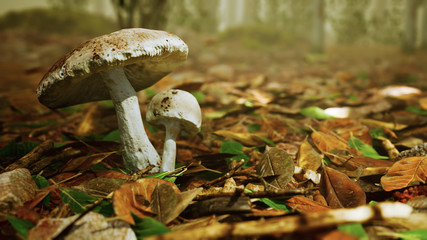 autumn big white mushroom