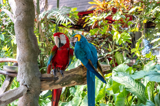 Blue scarlet macaw the name of this bird, known as true parrot and scientific name is psittacoidea
