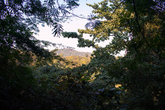 silhouette image of hill captured from behind a dark forest