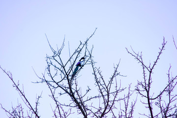 Magpie on branch