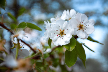 white flowers bloomed on a tree