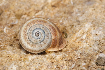 caracol