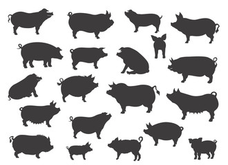 Fototapeta premium Pig breeds collection. Farm animals set. Black silhouette flat design