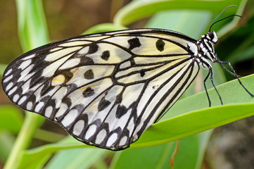 mariposa