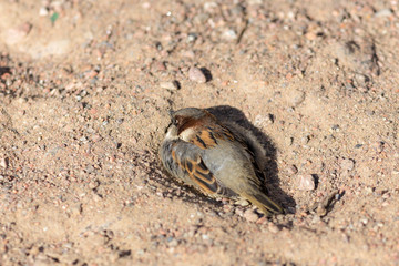 sparrow sitting in a sand pit