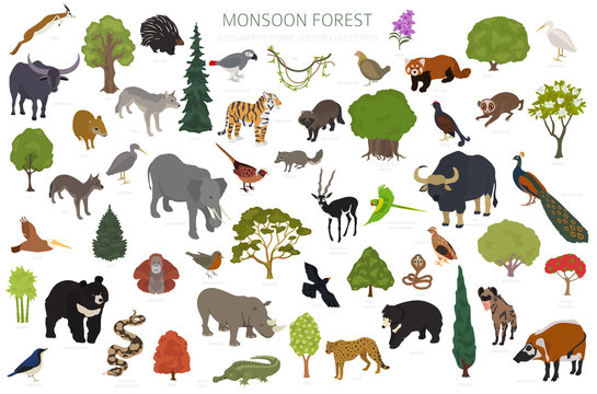 Monsoon forest biome, natural region infographic. Terrestrial ecosystem world map. Animals, birds and vegetations isometric design set