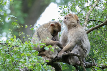 Naklejka na ściany i meble Macaque Family