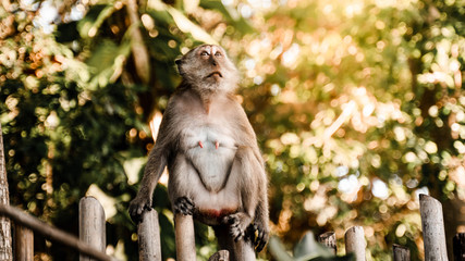 Affe auf einem Zaun sitzend