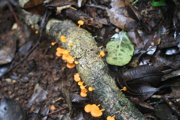 The beauty of the forest floor