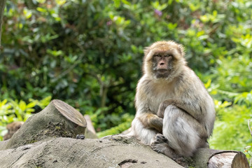 Macaque Contact