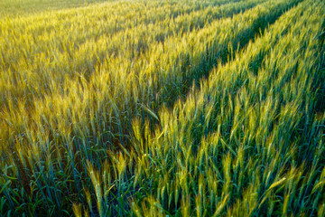 indian agriculture, wheat field india.