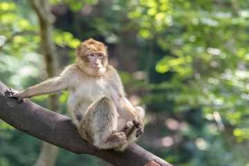 Naklejka na ściany i meble Relaxing Macaque 2