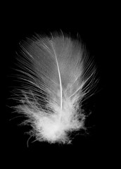 Beautiful white feather floating in air isolated on black background