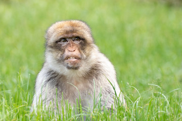Sneering Macaque