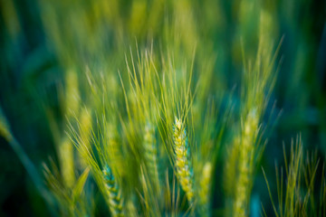 indian agriculture, wheat field india.
