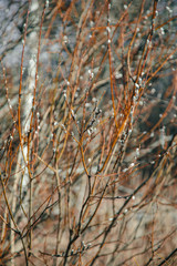 Fototapeta premium willow in the forest