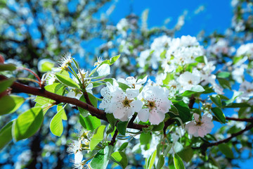 white flowers on a tree