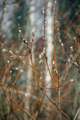 willow in the forest