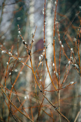willow in the forest