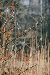 Fototapeta premium willow in the forest