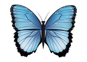 blauer Schmetterling handgezeichnet und koloriert