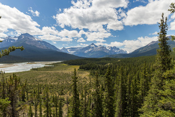 Landscape of stunning forests with huge pine trees in the mountains of Canadian National Parks, during the summer