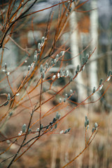 branches of a tree