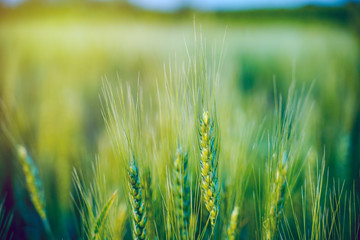 indian agriculture, wheat field india.
