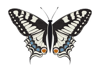 handgezeichneter Schwalbenschwanz Schmetterling