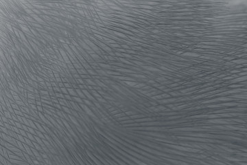 Beautiful dark black feather wool pattern  texture background