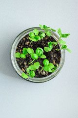 basil, young plant green seedlings, microgreens Menu concept. food background. top view copy space for text keto or paleo diets