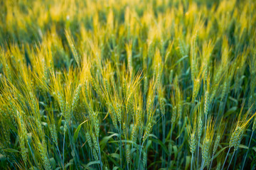 indian agriculture, wheat field india.