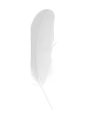Beautiful sketching white feather  isolated on white  background