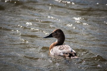 Fototapeta premium Canvasback