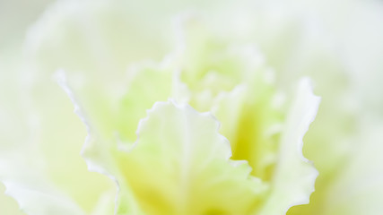 Abstract floral background, pale yellow carnation flower. Macro flowers backdrop for holiday brand design